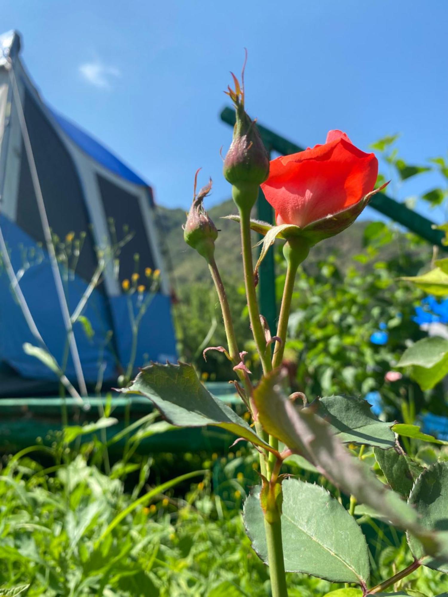 Tereza Glamping Hotel Sanain Eksteriør billede